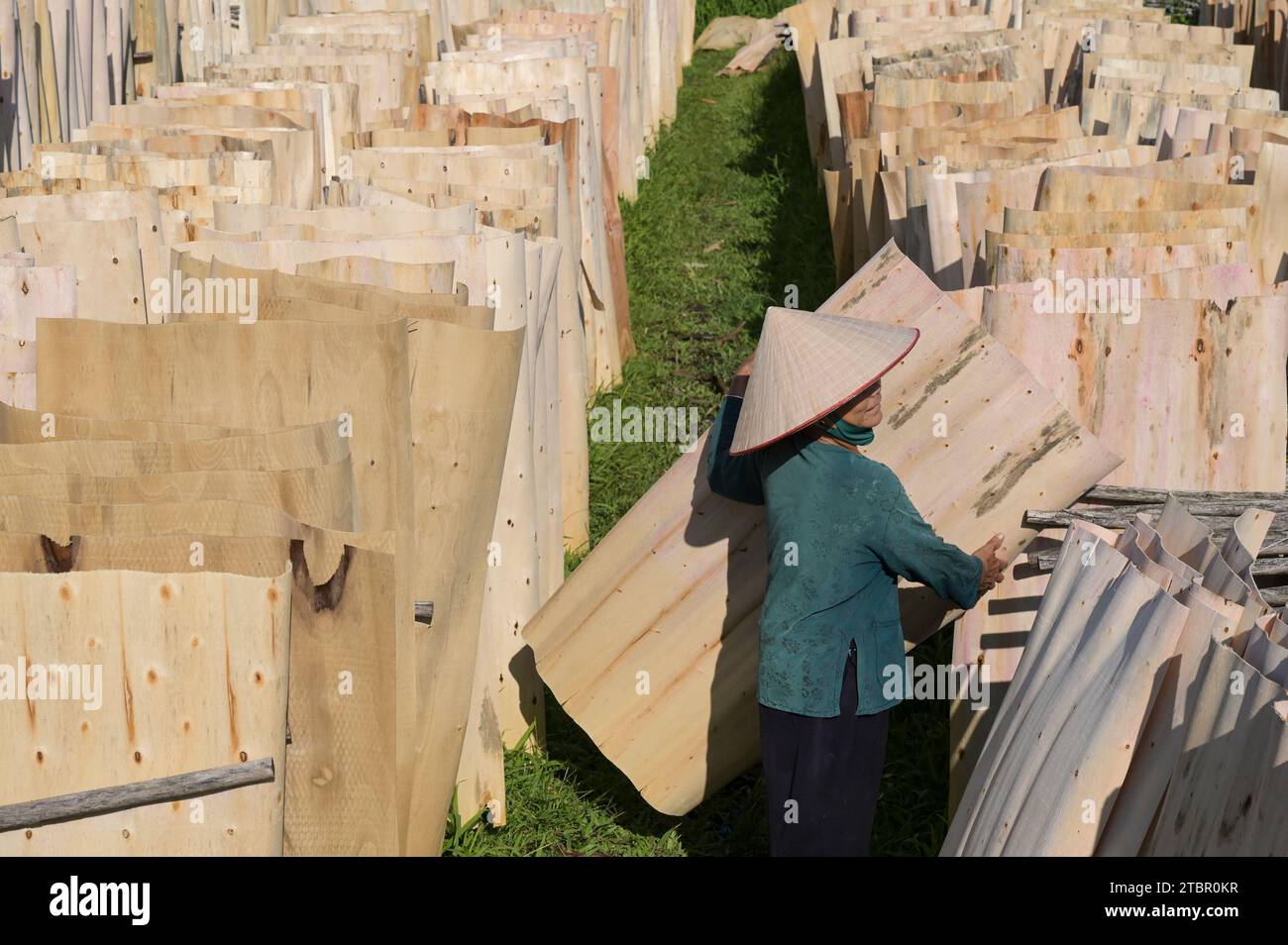 VIETNAM, Provinz Yen Bai, Dorf Cam Nhan, Frau trockene dünne Holzplatten, die zu Sperrholz verarbeitet werden / Frau trocknet hauchdünne Holzplatten aus Plantagenholz die weiter zu Sperrholz und Leimholz verarbeitet werden Stockfoto