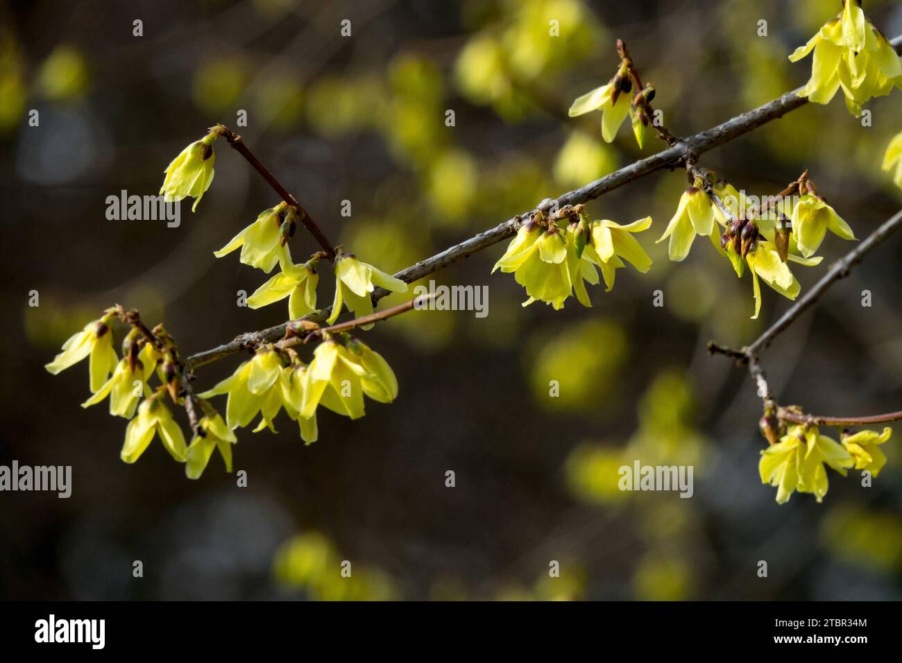 Februar, Blumen, Winter, Sträucher, Blüte, Forsythia, Blume, Blüte, Garten, Pflanze, Forsythia giraldiana Stockfoto