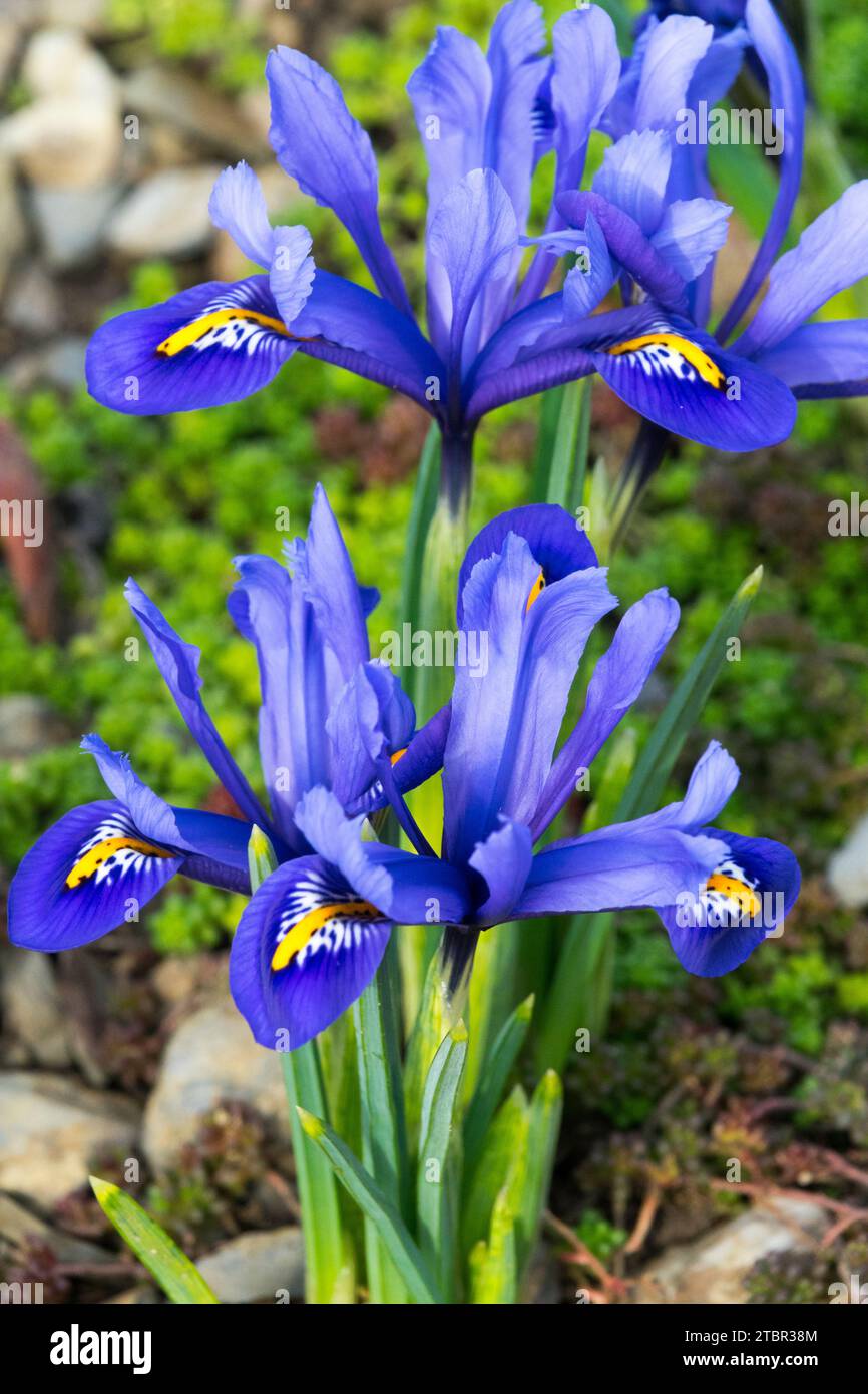 Vernetzte Iris im Februar Rockery Stockfoto