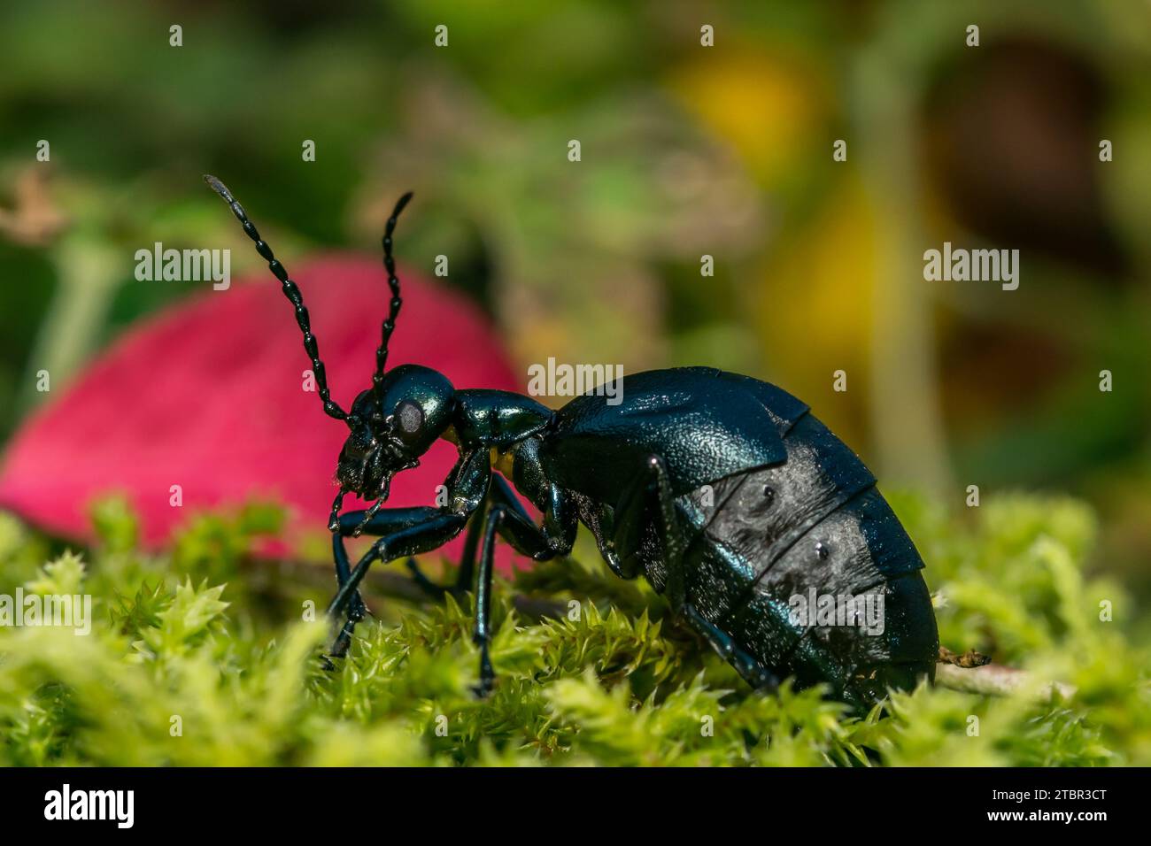 Amerikanischer Ölkäfer - Meloe americanus Stockfoto