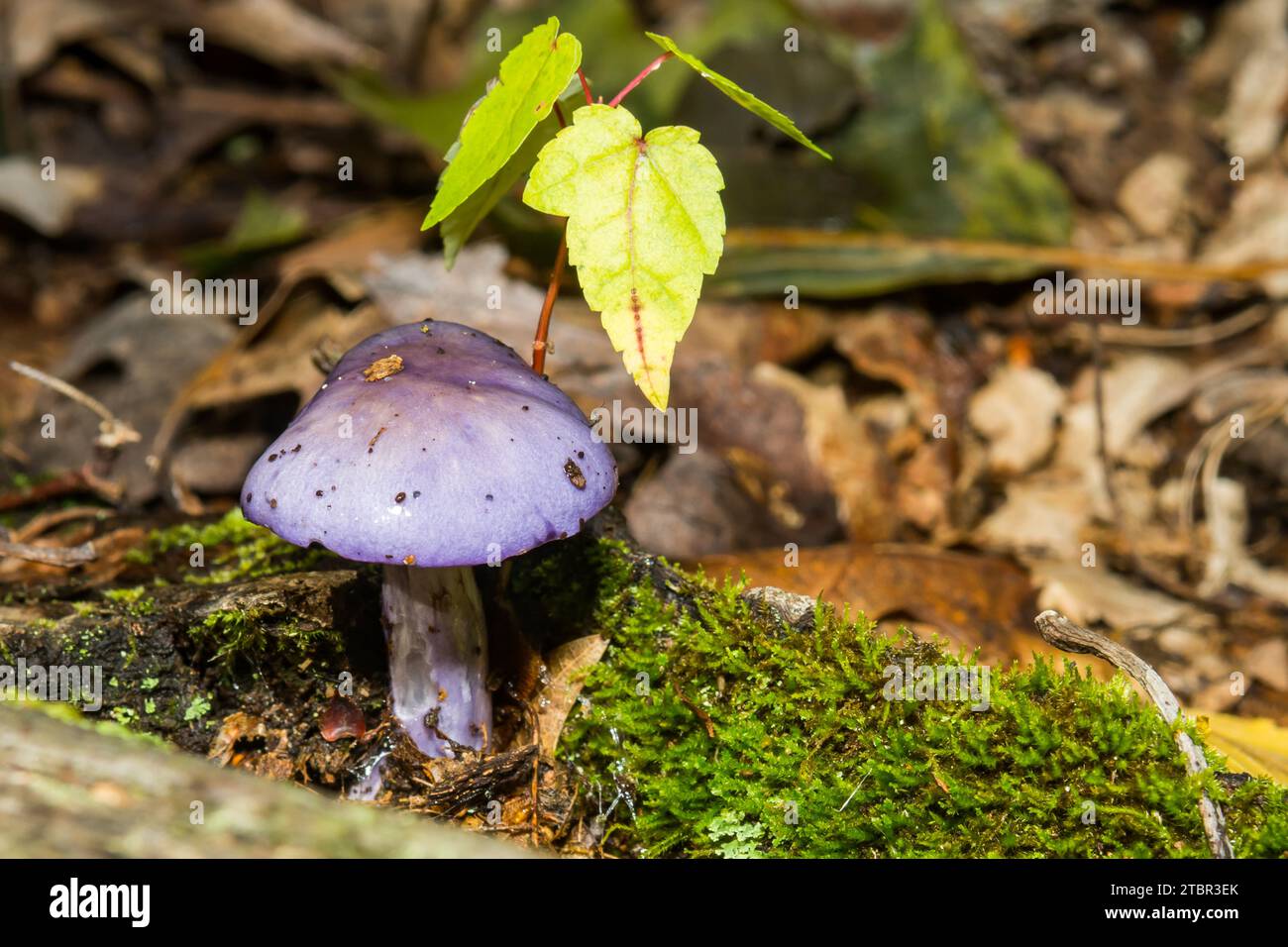 Viscid Violet Cort - Cortinarius iodes Stockfoto
