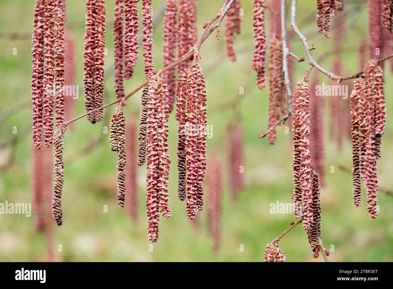 Red Filbert Corylus maxima „Rote Zeller“ Aments Februar blühender Sträucher Catkins Zweige blühende Pflanze Zweige blühte auf Zweigen langer Blumengarten Stockfoto