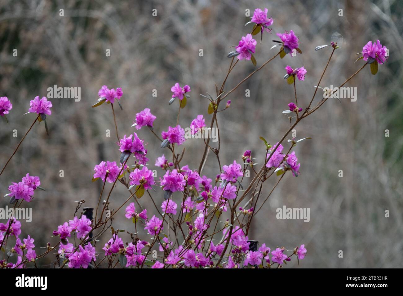 Rhododendron dauricum, Winter, blühend, Bush, blühend, Sträucher, Saison, Garten Stockfoto