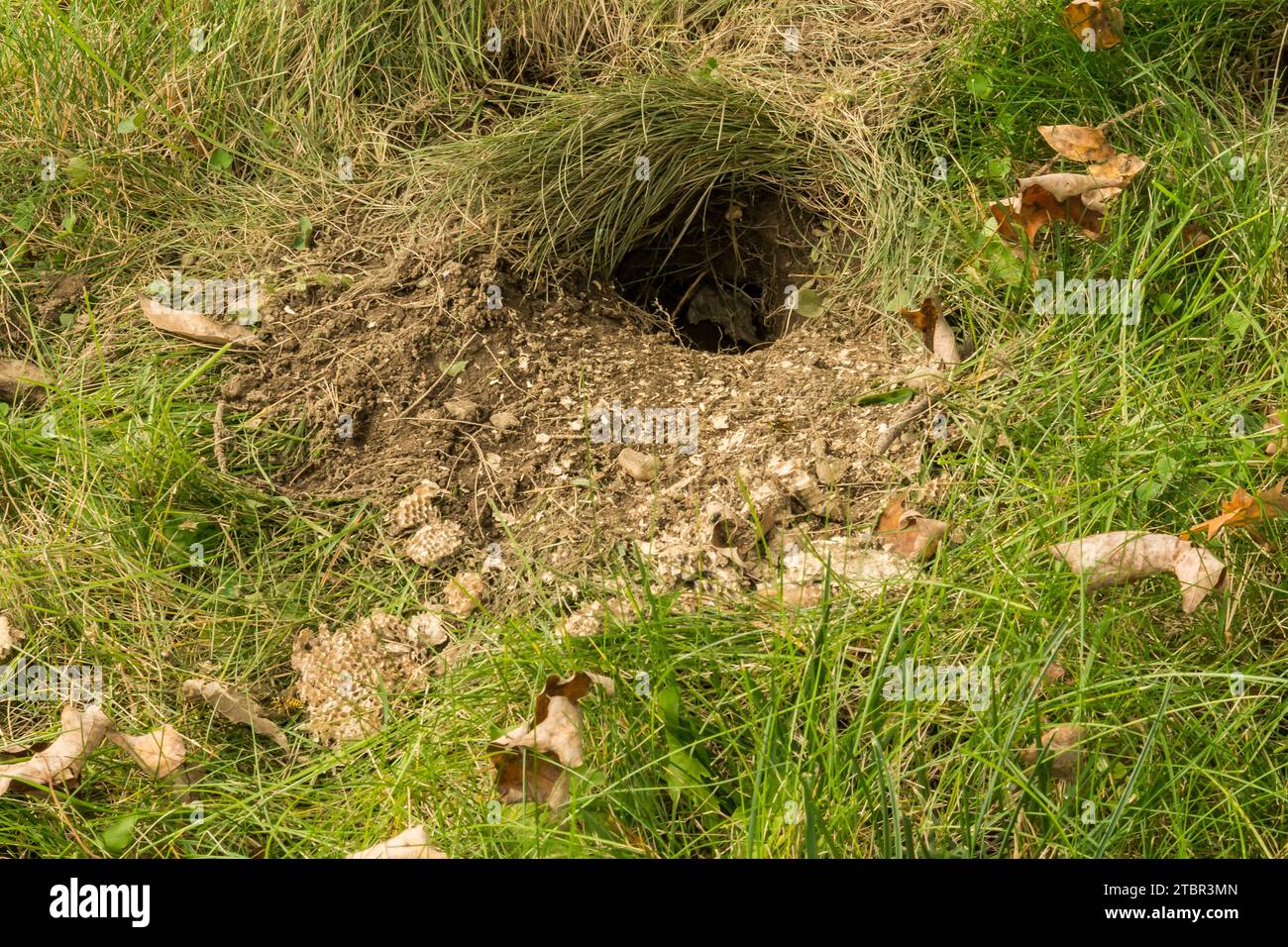 Unterirdisches Yellowjackennest, das von Wildtieren überfallen wird Stockfoto