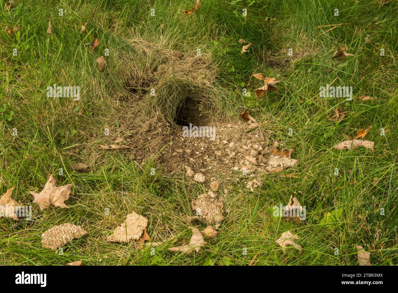 Unterirdisches Yellowjackennest, das von Wildtieren überfallen wird Stockfoto