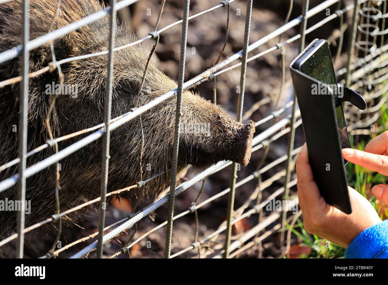 Wildschwein steckt seinen Stamm durch einen Zaun und wird fotografiert Stockfoto