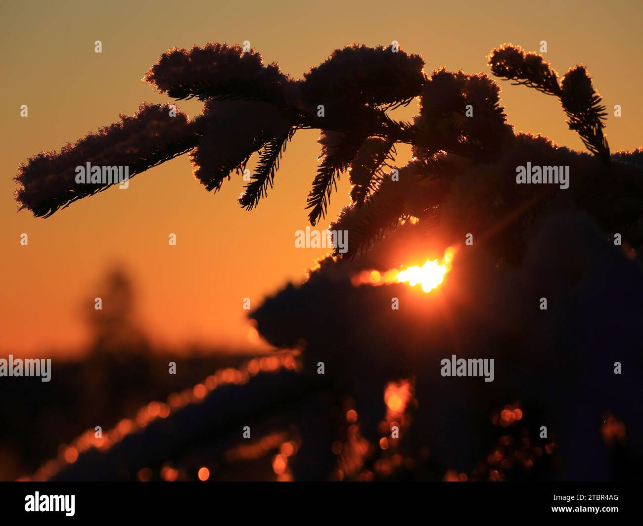 Orange Abendsonne scheint im Winter durch Fichtenbäume. Stockfoto