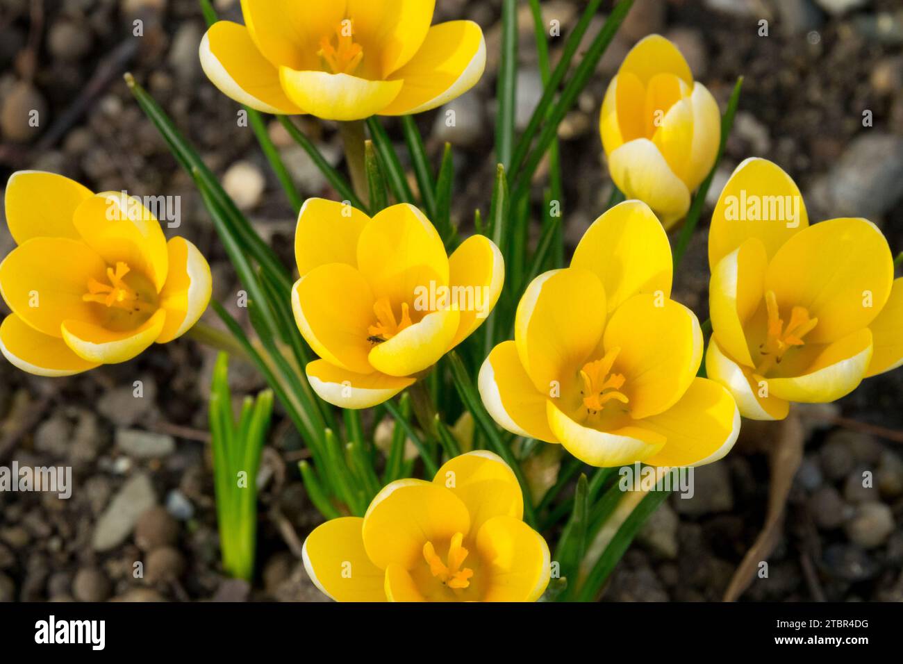 Golden Crocus, Crocus chrysanthus „Romance“, Februar, Blumen, Winter, Crocuses Crocus „Romance“ Stockfoto
