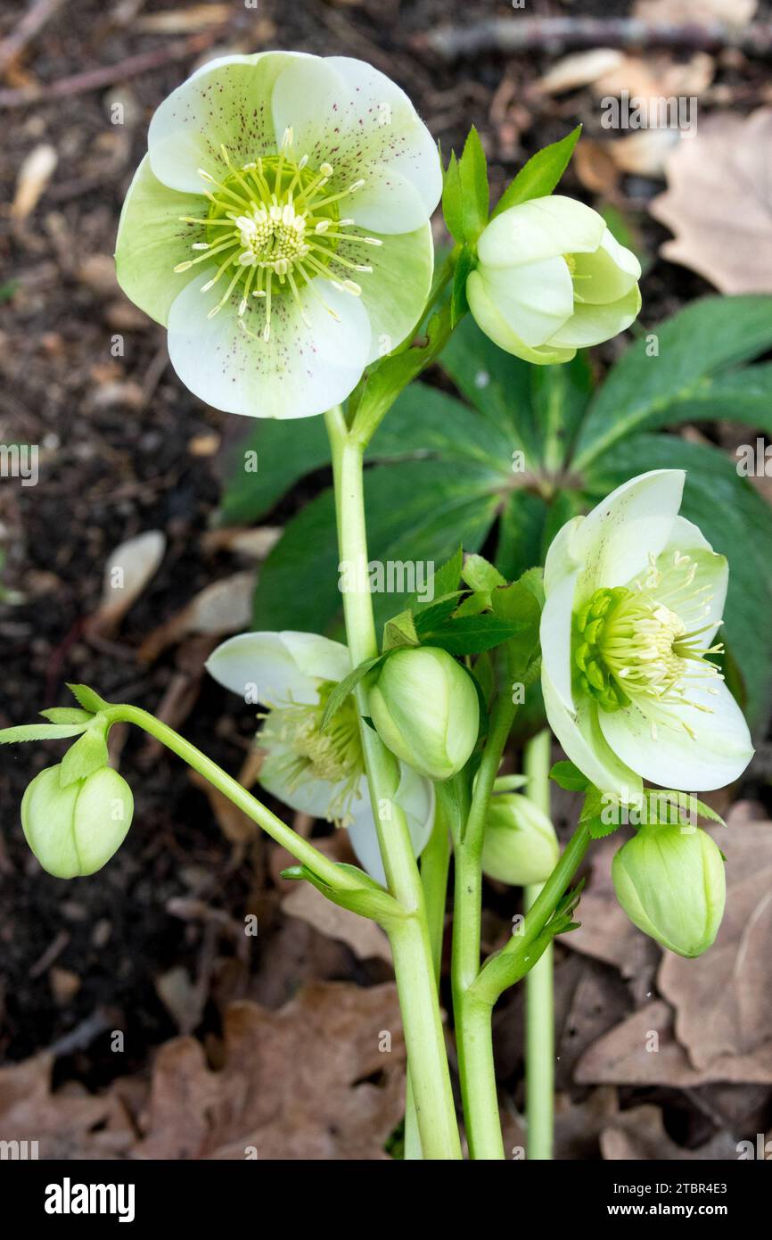 Helleborus orientalis, weiß, Helleborus, Blume im Garten, Winter, blüht Stockfoto