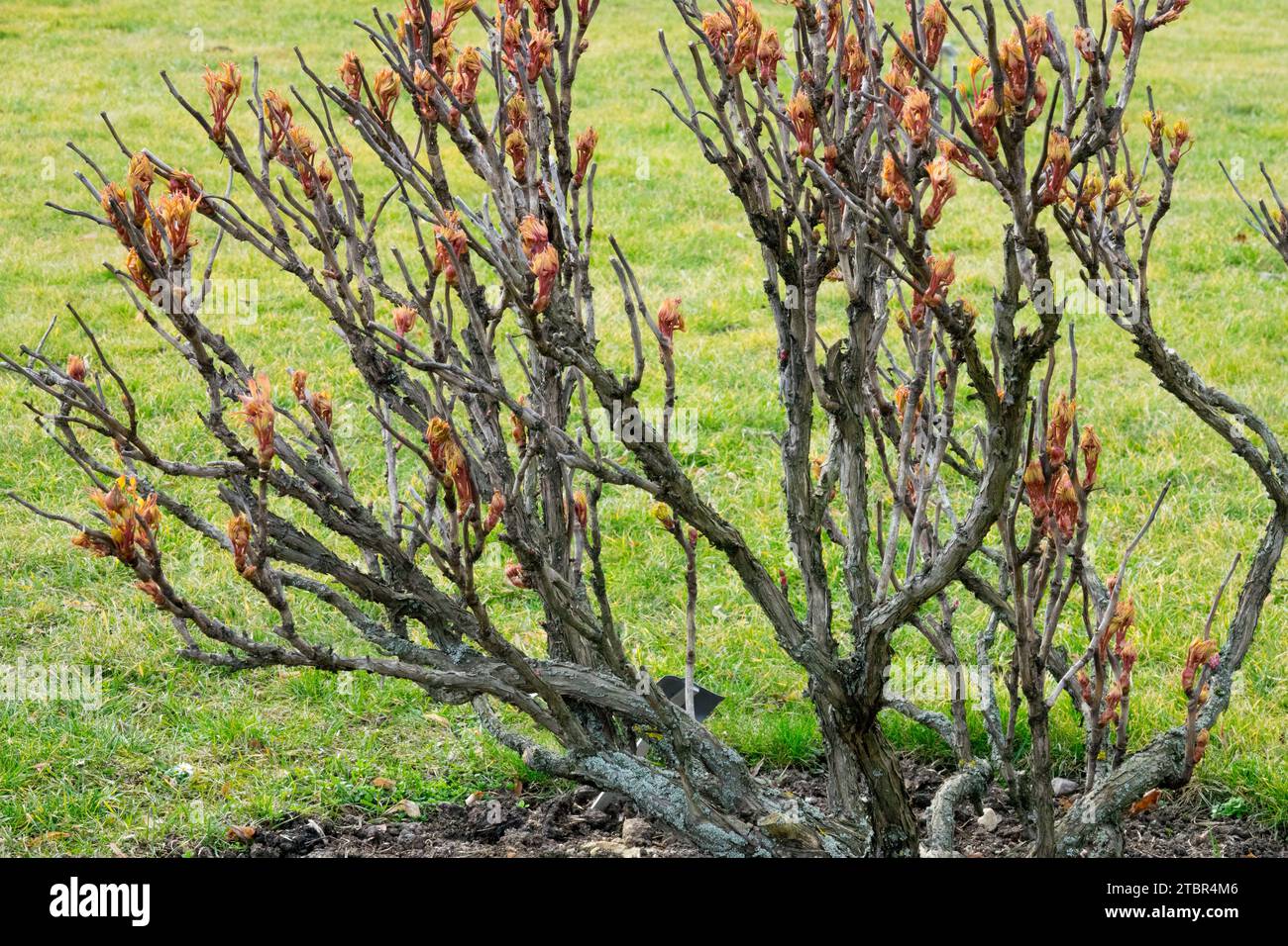 Chinesische Baumpfingstrose im Wintergarten Paeonia x suffruticosa Pfingstrosen Triebe Pfingstrose Holzstämme Stockfoto