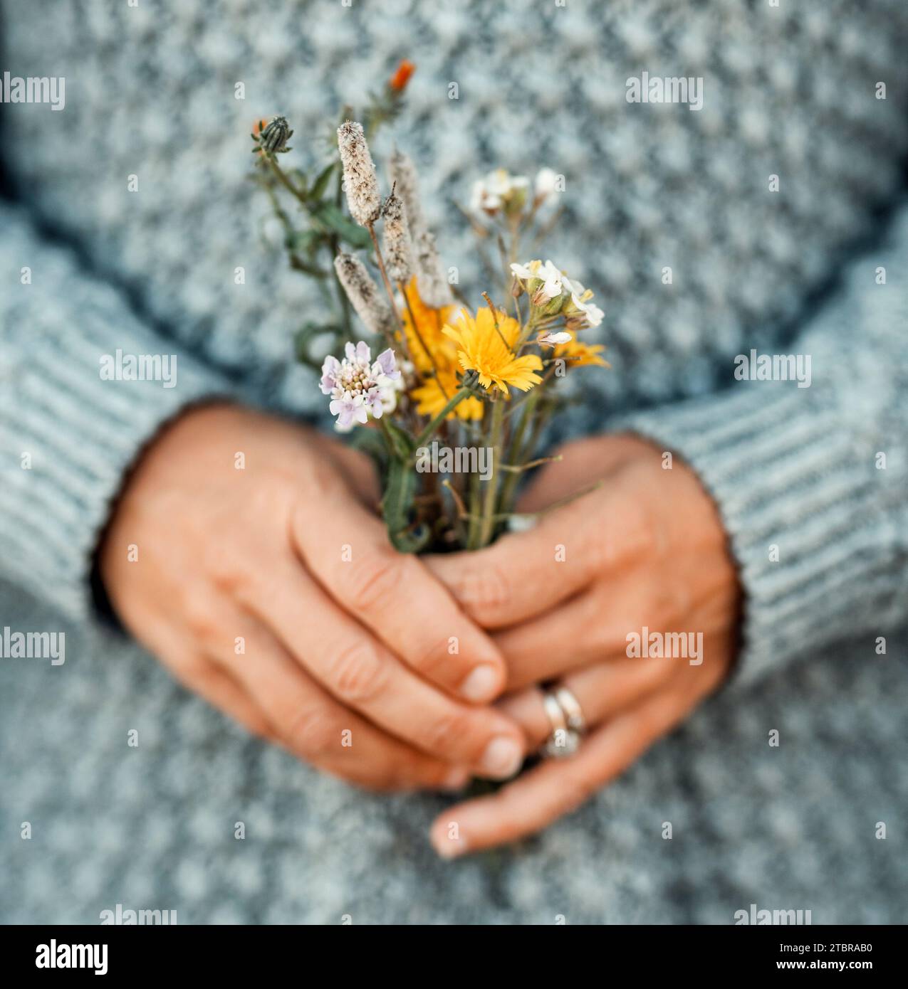 Romantisches Bild von Mensch und Natur mit Frauenhänden, die natürliche Blumen vom Feld halten. Der Frühling kommt. Das Konzept des einfachen Lebensstils und des natürlichen Lebens. Der Tag der Erde. Umwelt und Nachhaltigkeit aus nächster Nähe Stockfoto