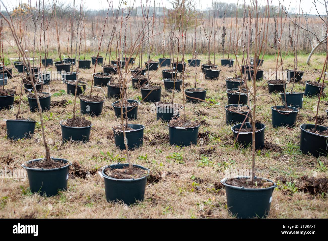 Setzlinge von jungen Obstbäumen in Behältern auf einem landwirtschaftlichen Feld. Pflanzenzüchterei. Stockfoto