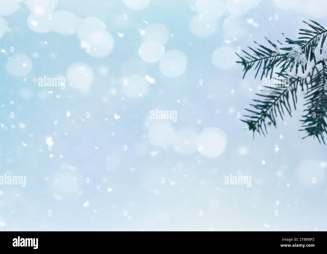 Heller Weihnachtshintergrund mit Tannenzweig Stockfoto