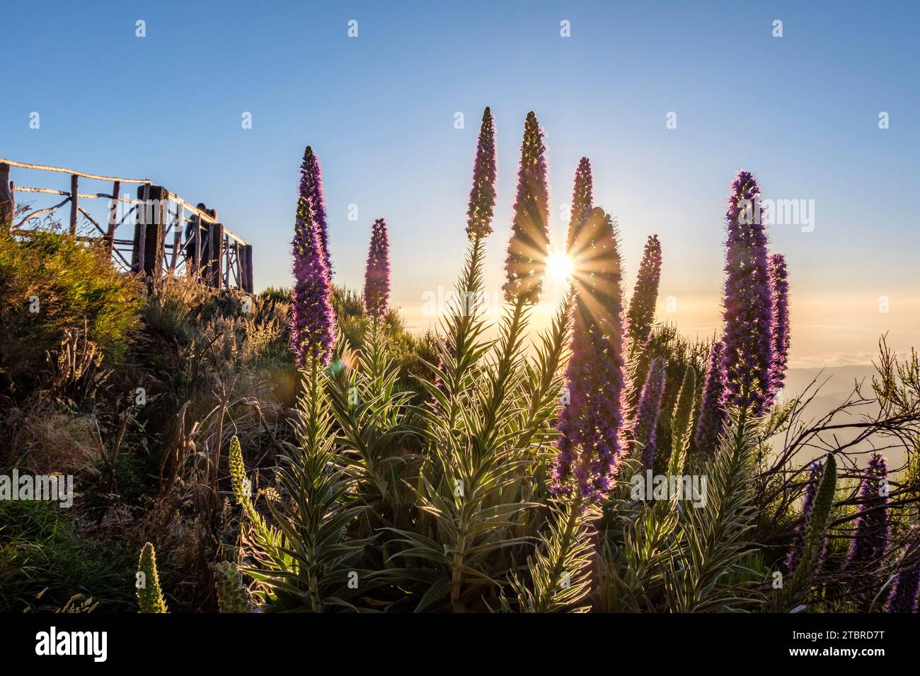 Adderheads, Sonnenaufgang auf Pico Arieiro, Madeira, Portugal, Europa Stockfoto