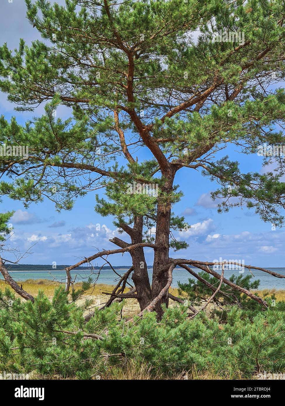 Deutschland, Mecklenburg-Vorpommern, Halbinsel Fischland-Darß-Zingst, Prerow, Dünenlandschaft, Bäume Stockfoto