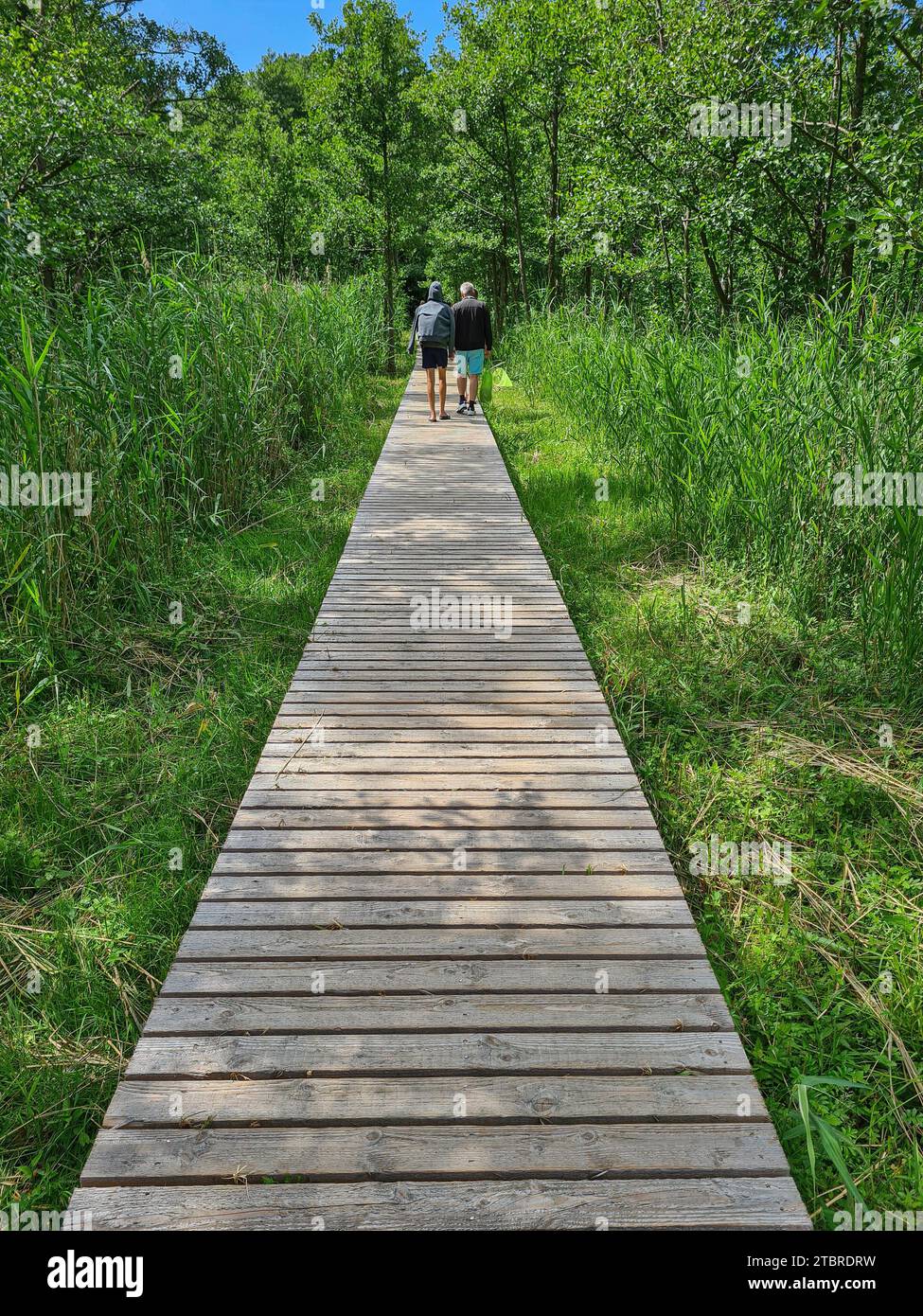 Deutschland, Mecklenburg-Vorpommern, Halbinsel Fischland-Darß-Zingst, Nationalpark Vorpommersche Boddenlandschaft, Rundwanderweg Darßer oder Stockfoto
