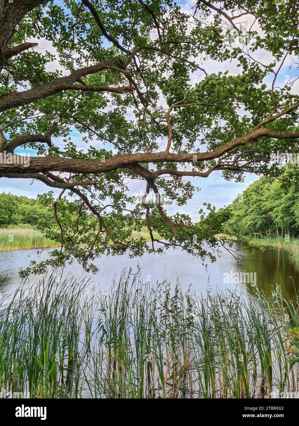 Blick auf den Prerowbach im Ostseebad Prerow, Halbinsel Fischland-Darß-Zingst, Mecklenburg-Vorpommern, Deutschland Stockfoto