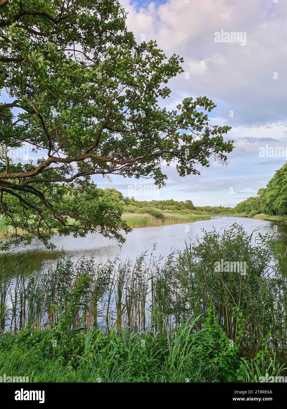 Blick auf den Prerowbach im Ostseebad Prerow, Halbinsel Fischland-Darß-Zingst, Mecklenburg-Vorpommern, Deutschland Stockfoto