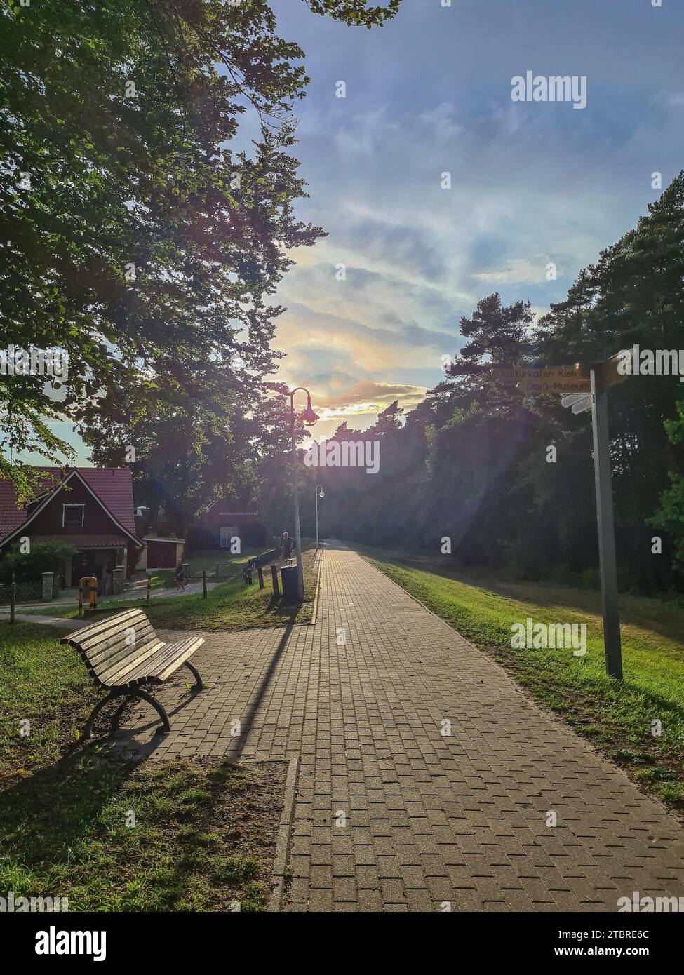 Hintergrundbeleuchtung auf dem Radweg entlang der Küsters Allee in Prerow an der Ostsee, Halbinsel Fischland-Darß-Zingst, Mecklenburg-Vorpommern Stockfoto