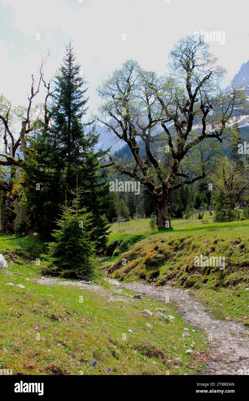 Frühling auf dem kleinen Ahornboden, Bergahorn lässt seine Blätter sprießen, Karwendel, Tirol, Österreich, Stockfoto