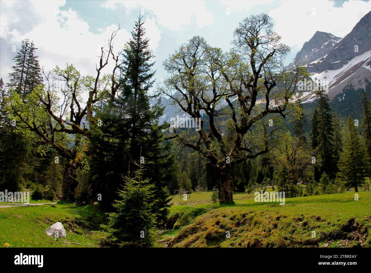 Frühling auf dem kleinen Ahornboden, Bergahorn lässt seine Blätter sprießen, Karwendel, Tirol, Österreich, Stockfoto