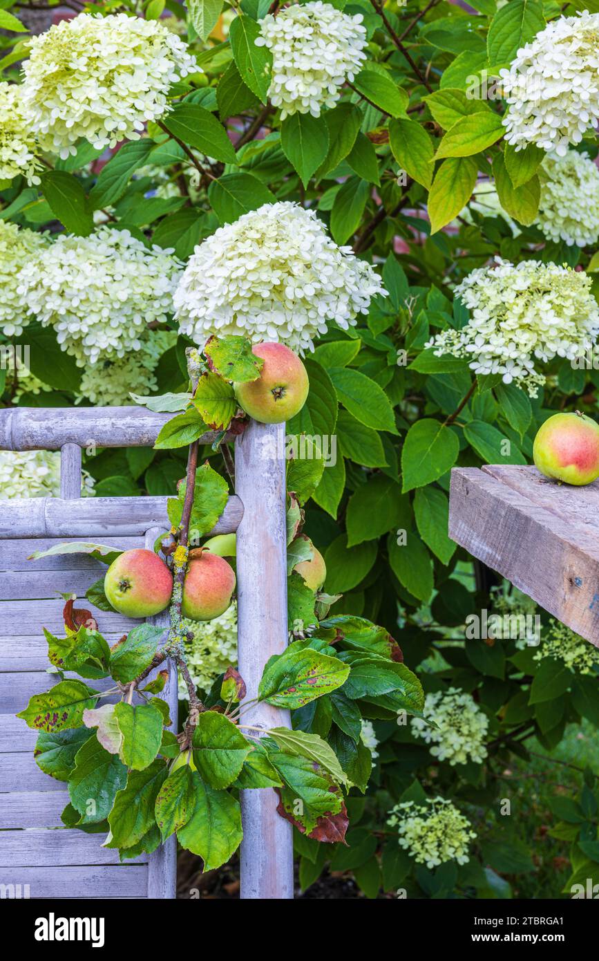 Gartenszene im Frühherbst mit Gartensitz unter einer Hortensie, Äpfeln Stockfoto