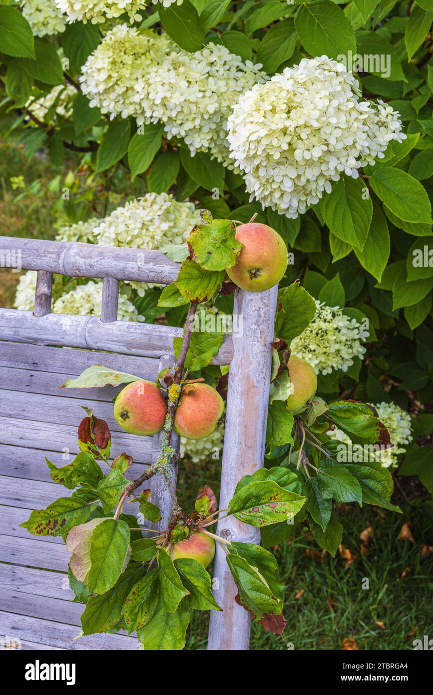 Gartenszene im Frühherbst mit Gartensitz unter einer Hortensie, Äpfeln Stockfoto