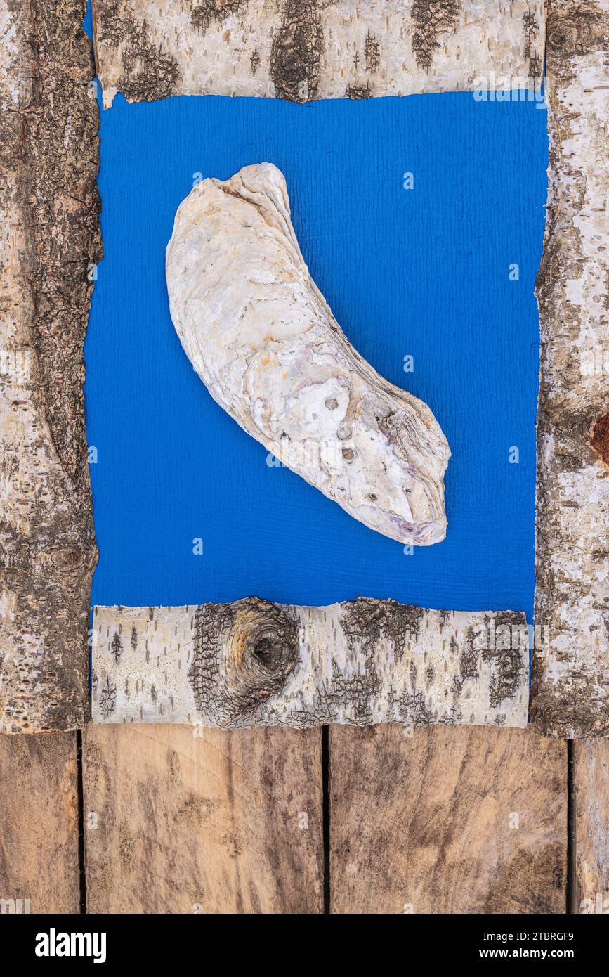 Pazifische Auster in Holzrahmen, Nahaufnahme, Stillleben, textfreier Raum Stockfoto