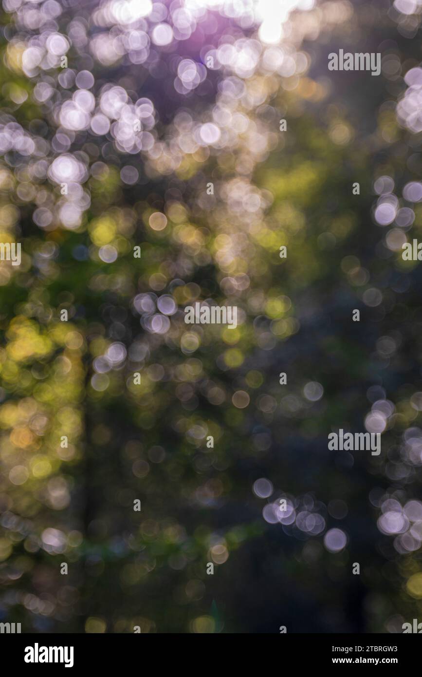 Unscharfer abstrakter Naturhintergrund mit Blättern und Bokeh-Lichtern aus dem natürlichen Wald Stockfoto