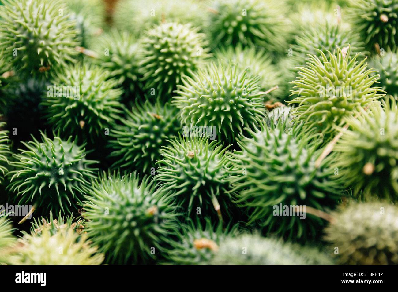 Igelgurke, Cucumis dipsaceus Stockfoto