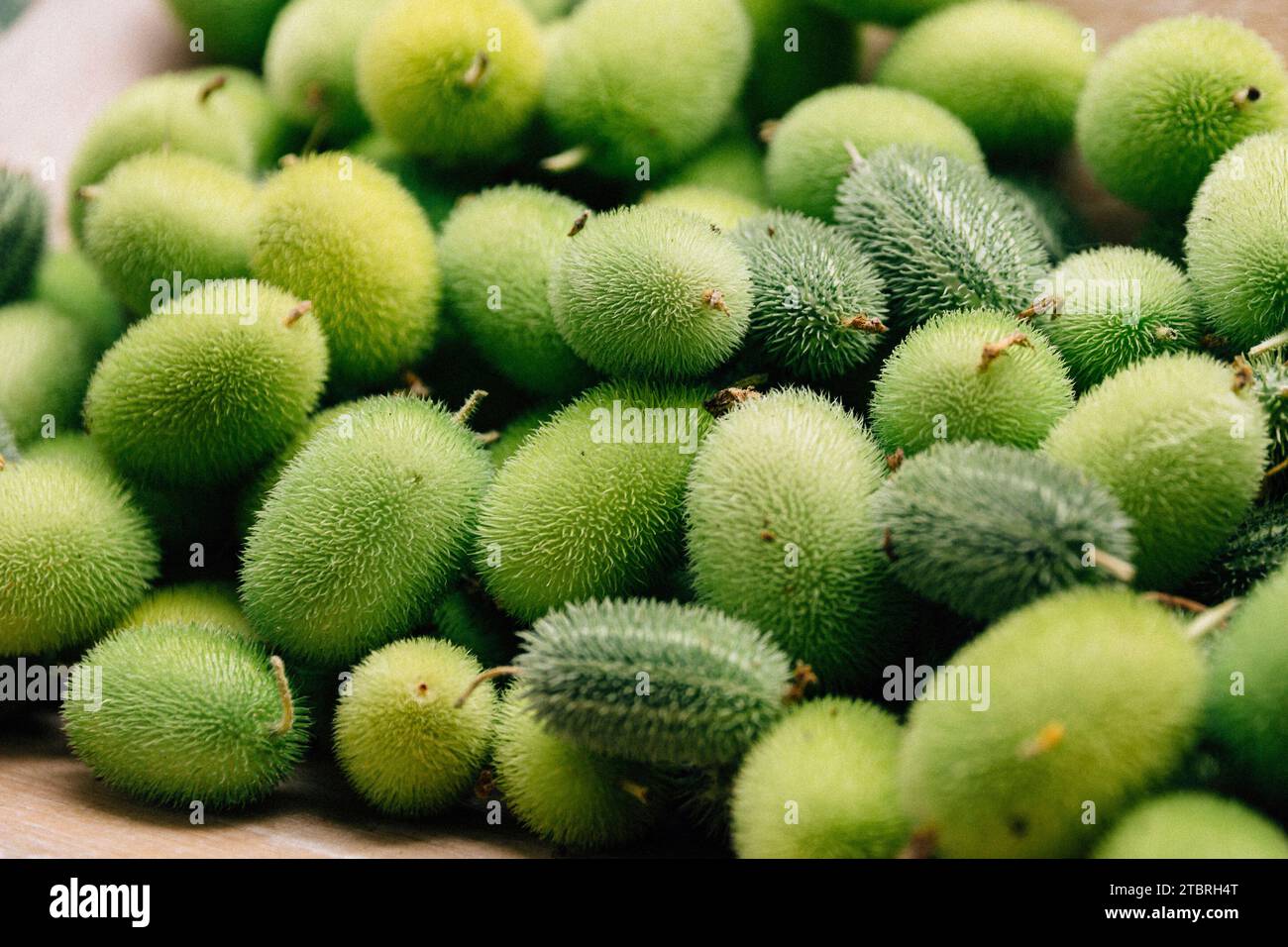 Igelgurke, Cucumis dipsaceus Stockfoto