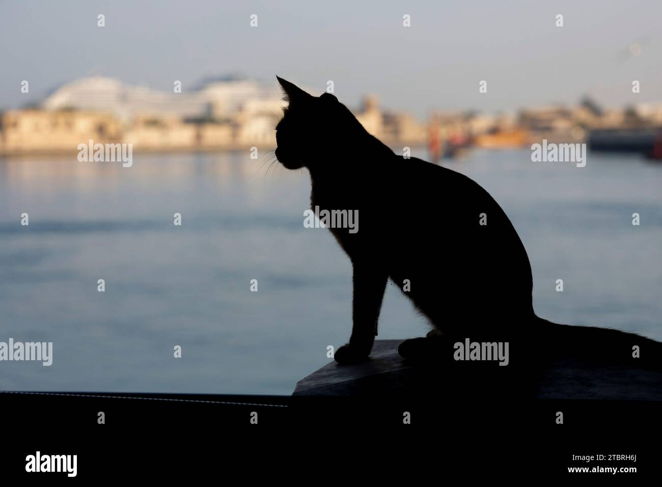 Silhouette einer schwarzen Katze, die im Schatten an einer Wand in Bur Dubai, Dubai, VAE sitzt. Stockfoto