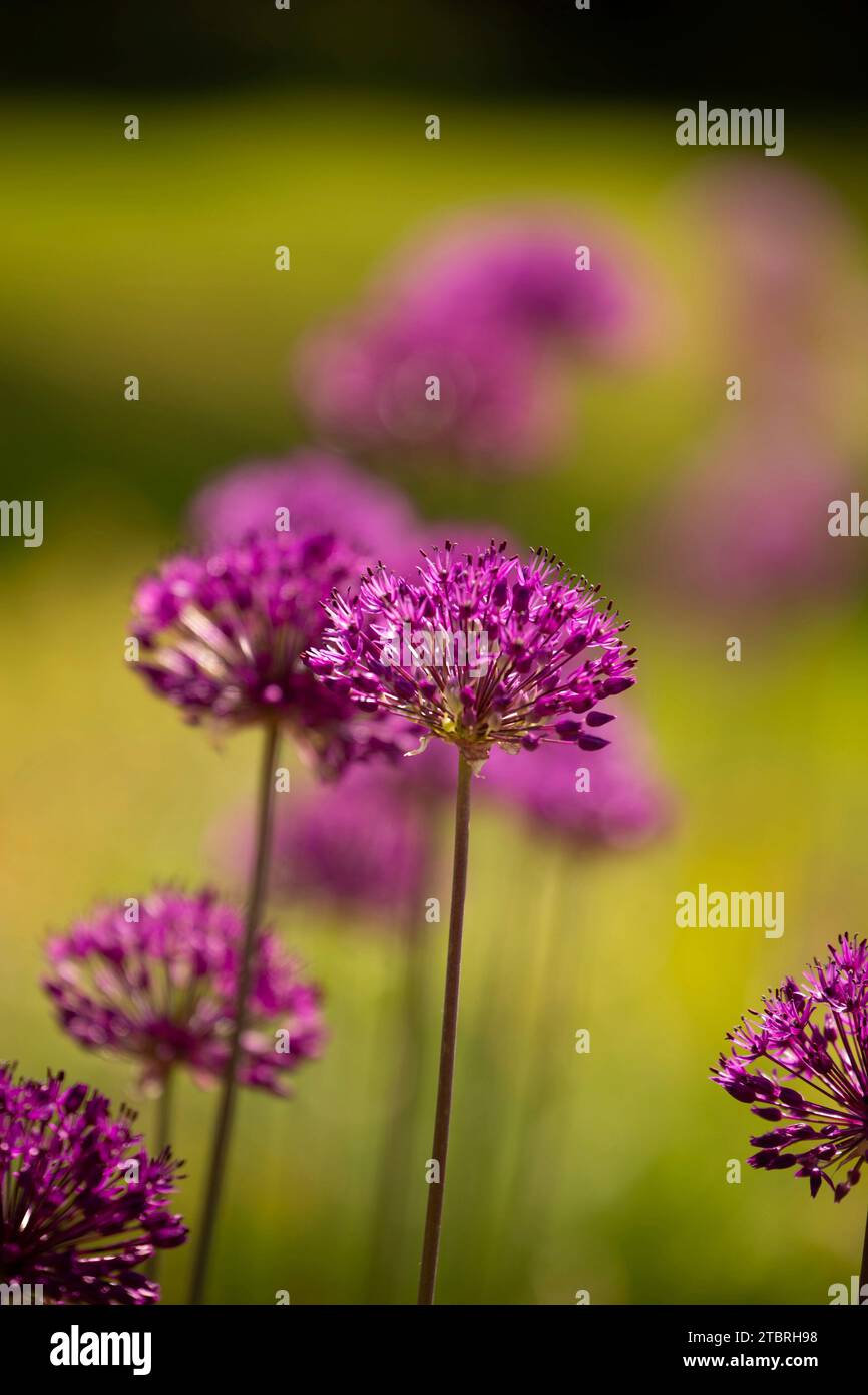 Allium „Purple Sensation“, Bokeh-Hintergrund Stockfoto