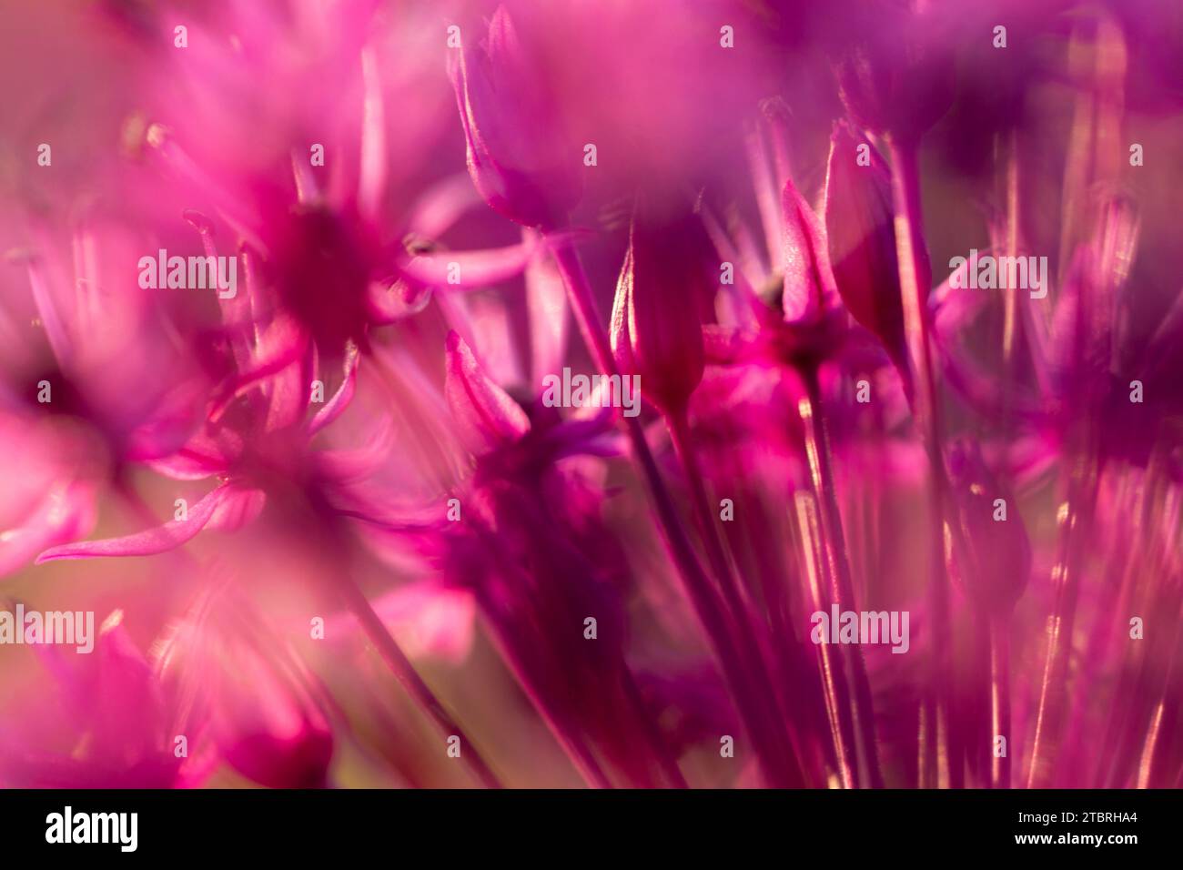 Allium „Purple Sensation“ Blüten, Makro, Blume, abstrakt Stockfoto