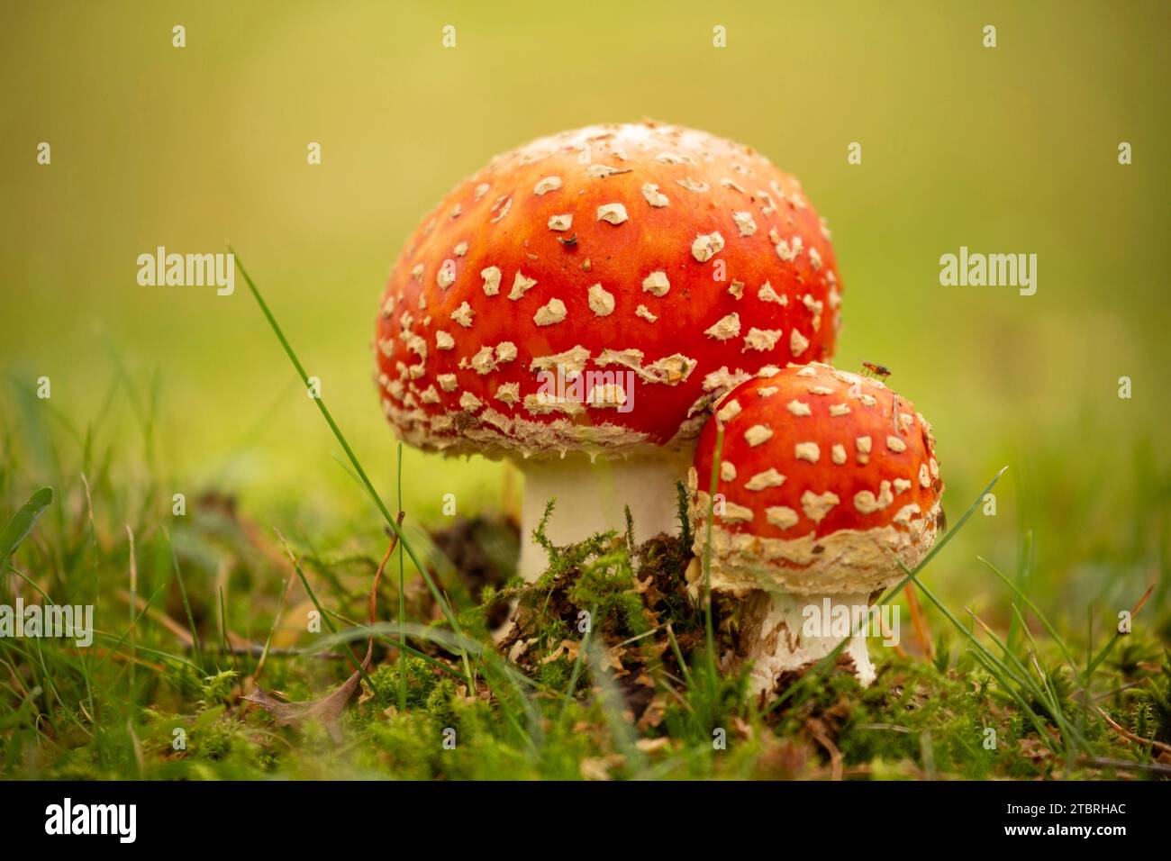 Fliegenpilz, Amanita Muscaria, Nahaufnahme, natürliche Umgebung, verschwommener Hintergrund Stockfoto