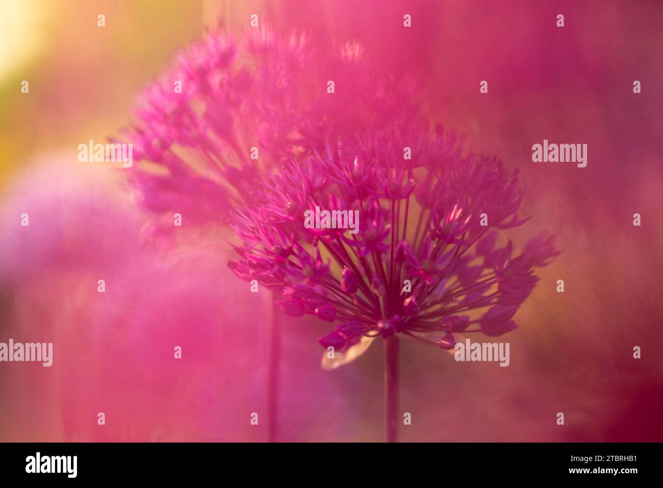 Allium „Purple Sensation“, verschwommener Vordergrund Stockfoto