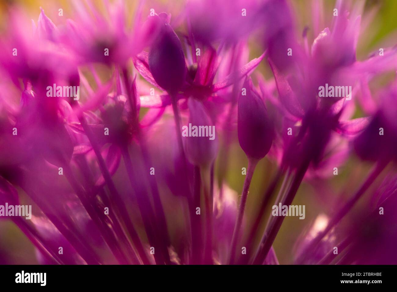 Allium „Purple Sensation“ Blüten, Nahaufnahme Blumenkopf, abstrakt Stockfoto