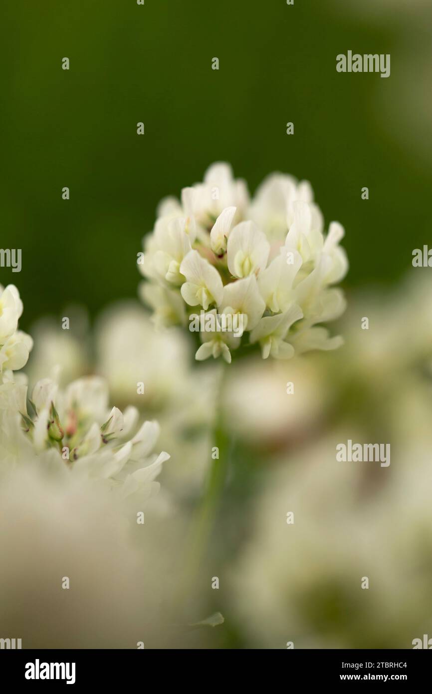 Weiße Kleeblätter, Nahaufnahme, Sommer Stockfoto