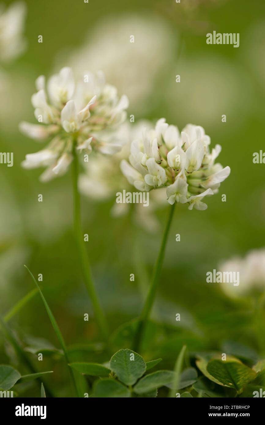 Weiße Kleeblätter, Nahaufnahme, Sommer Stockfoto