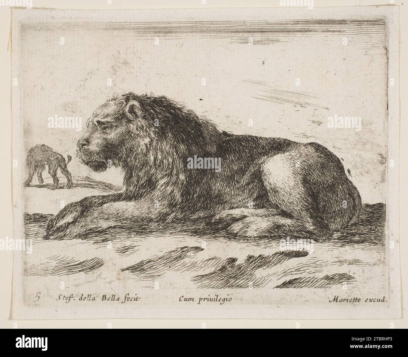 Liegender Löwe, Platte 5 aus „verschiedene Tiere“ (Diversi Animali) 1917 von Stefano della Bella Stockfoto
