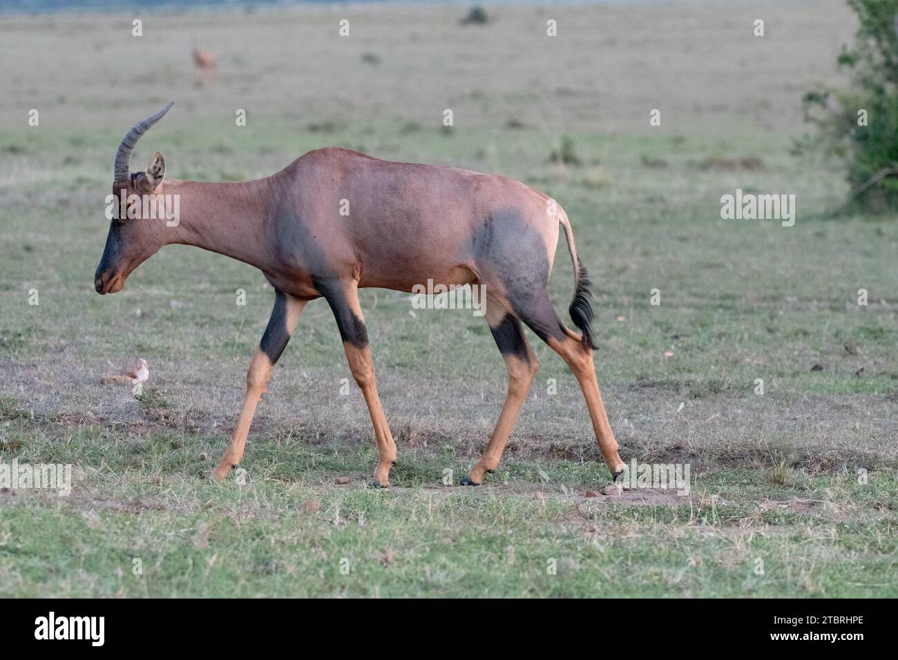 Topi weidet auf der Savanne Stockfoto