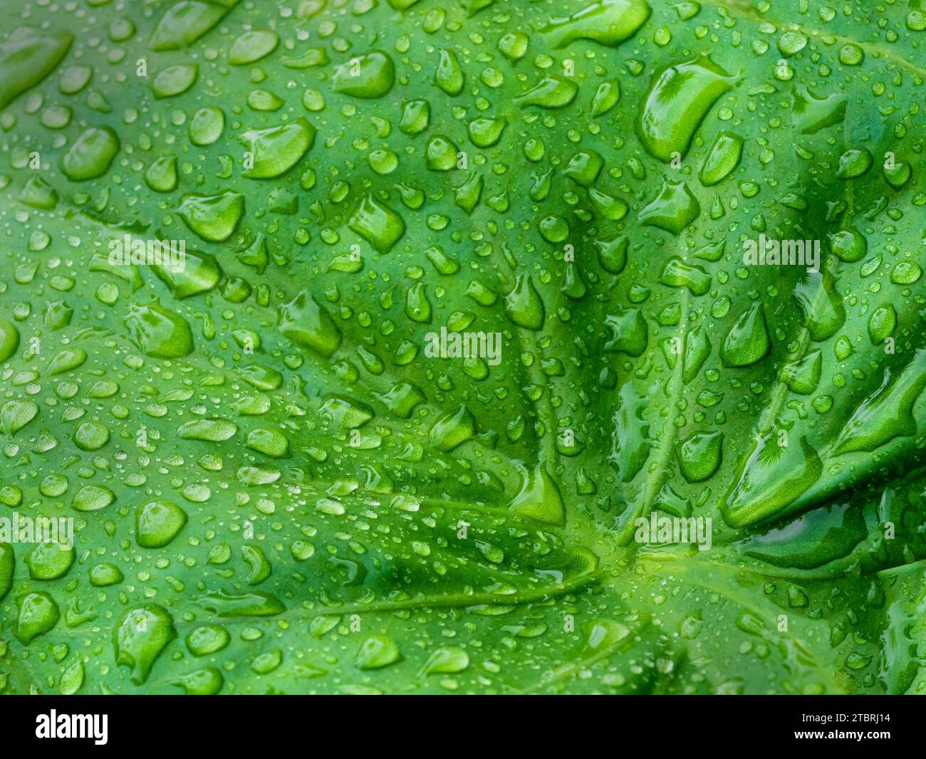 Regentropfen auf einem grünen Blatt, Nahaufnahme Stockfoto