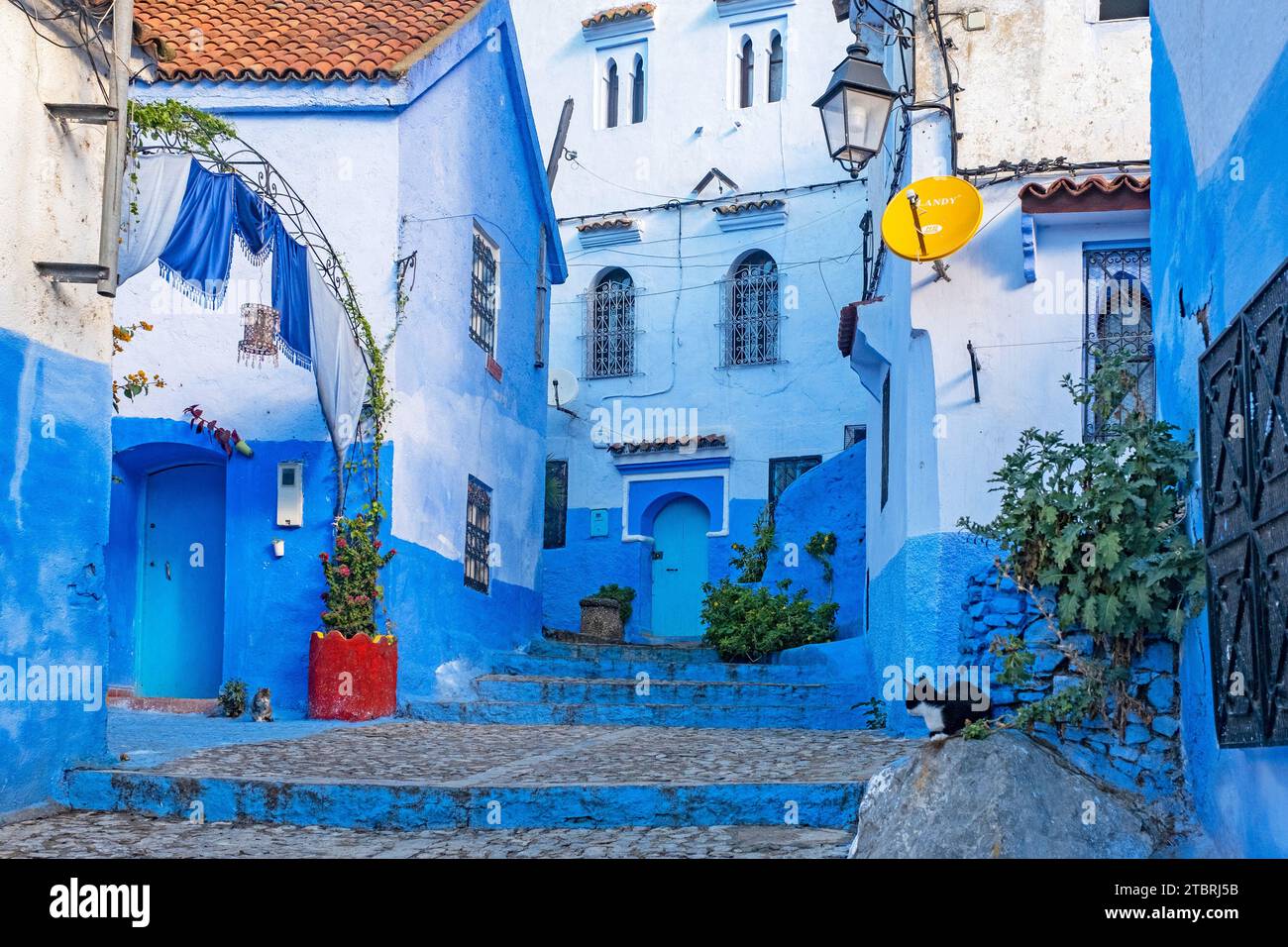 Enge Gasse mit blauen Wänden, Häusern und Türen in Medina / historische Altstadt der Stadt Chefchaouen / Chaouen, Marokko Stockfoto