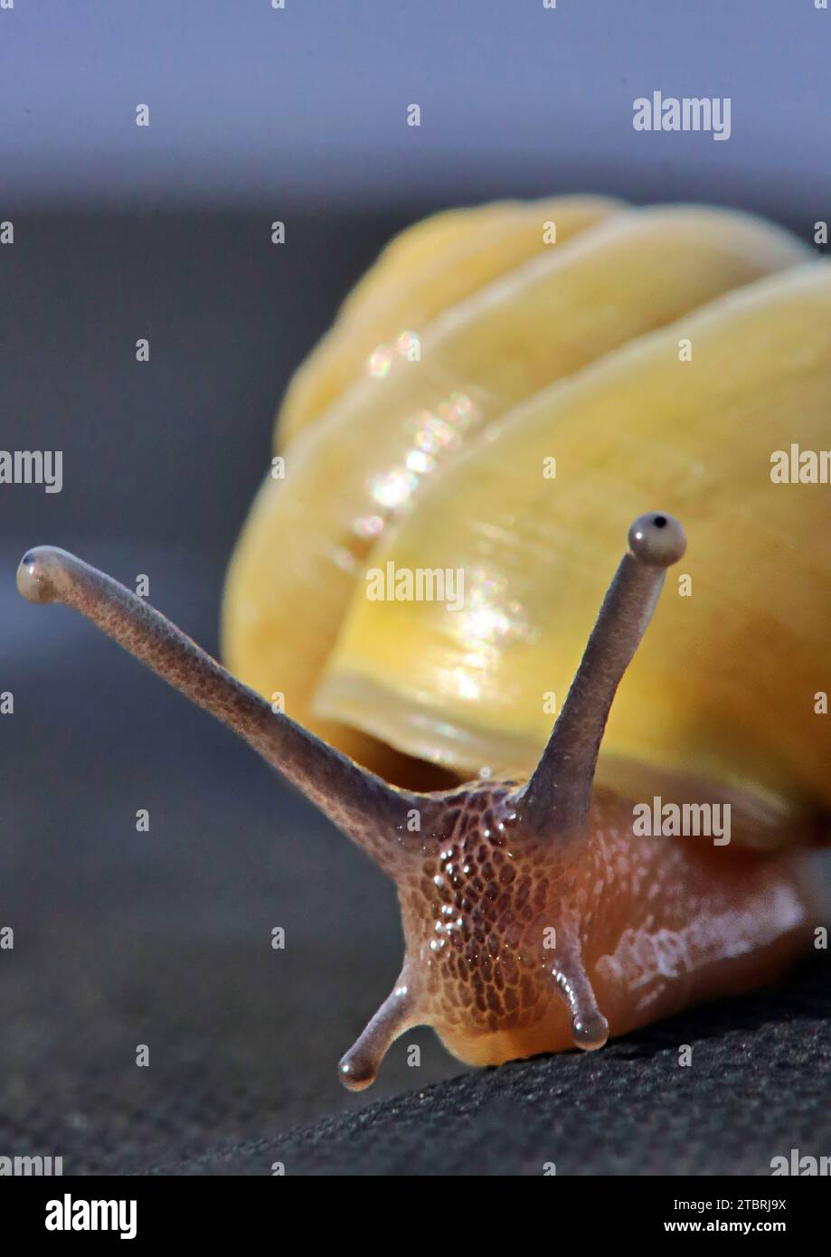 Nahaufnahme einer Schnecke Stockfoto