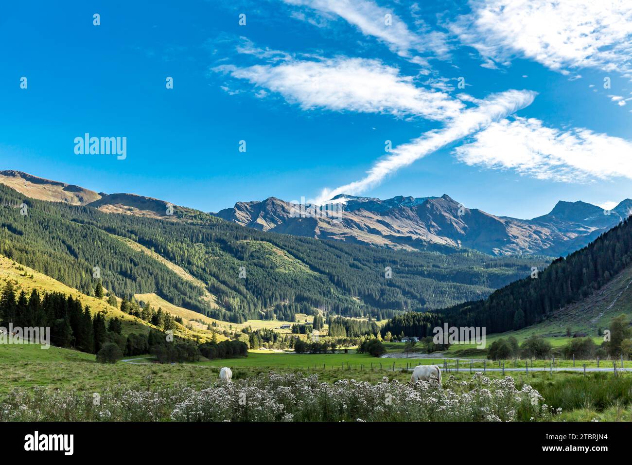 Kühe auf der Salater Alm, Hof Buchebenerstraße, hinter Schareck, 3123 m, Silberpfennig, 2600 m, Bucheben, Rauris, Rauristal, Pinzgau, Salzburger Land, Österreich Stockfoto