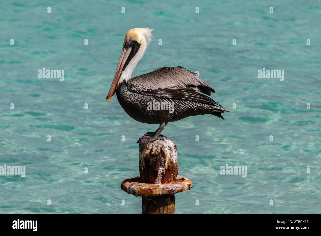 Brauner Pelikan (Pelecanus occidentalis) auf dem Pylon des alten Piers auf der Insel Aruba. Blauer Ozean im Hintergrund. Stockfoto