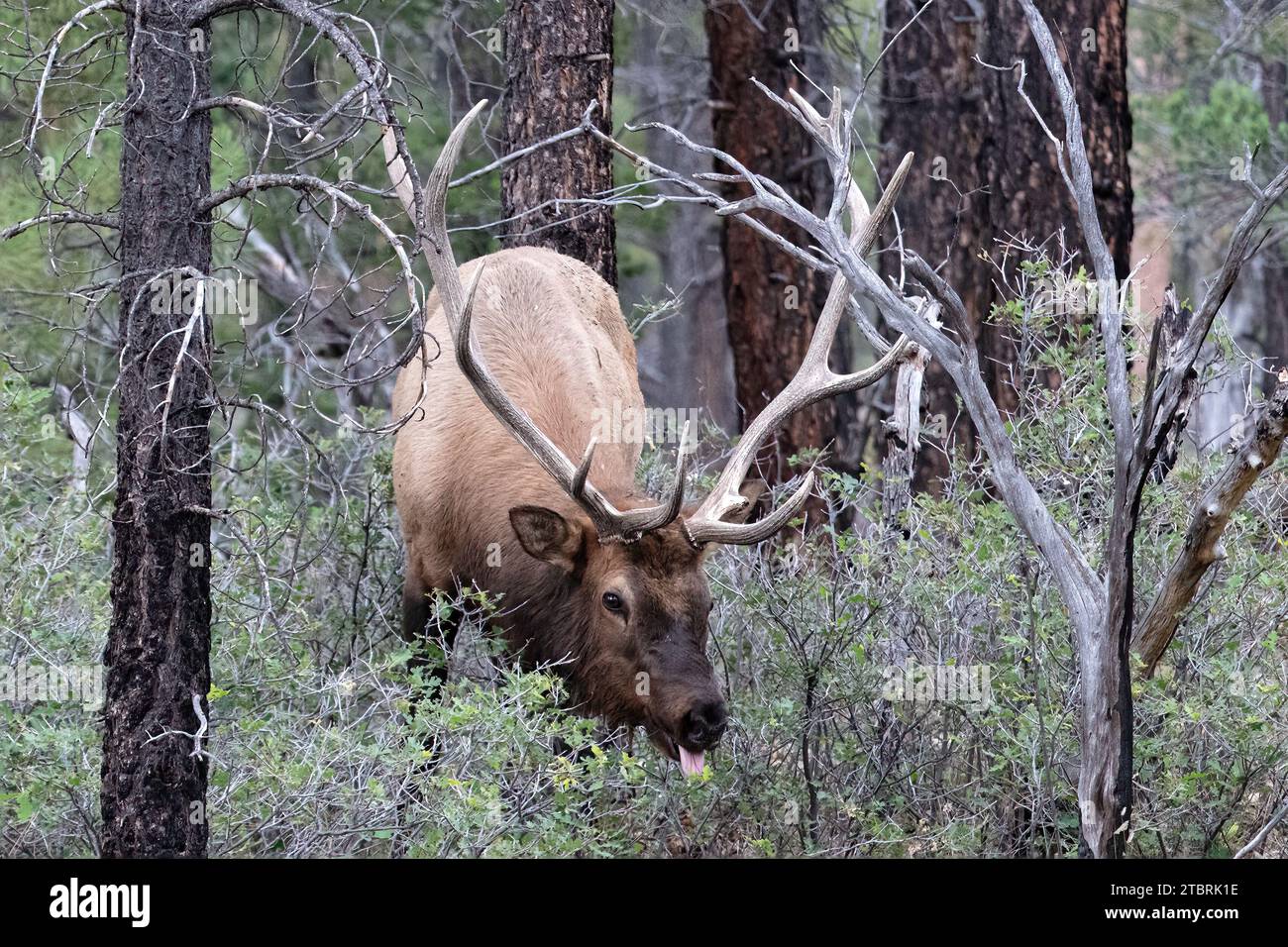 Nahaufnahme des Rocky Mountain Elchs (Cervus elaphus nelsoni, Fütterung im Grand Canyon Park. Mann mit großen Geweihen, Wald im Hintergrund. Stockfoto