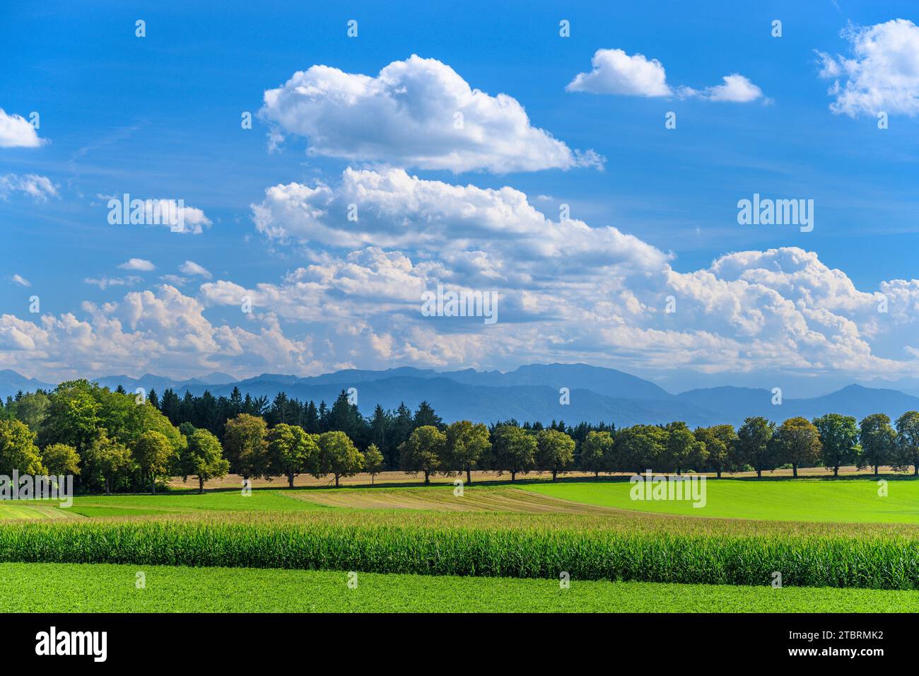 Deutschland, Bayern, Tölzer Land, Icking, Kulturlandschaft vor den Voralpen Stockfoto