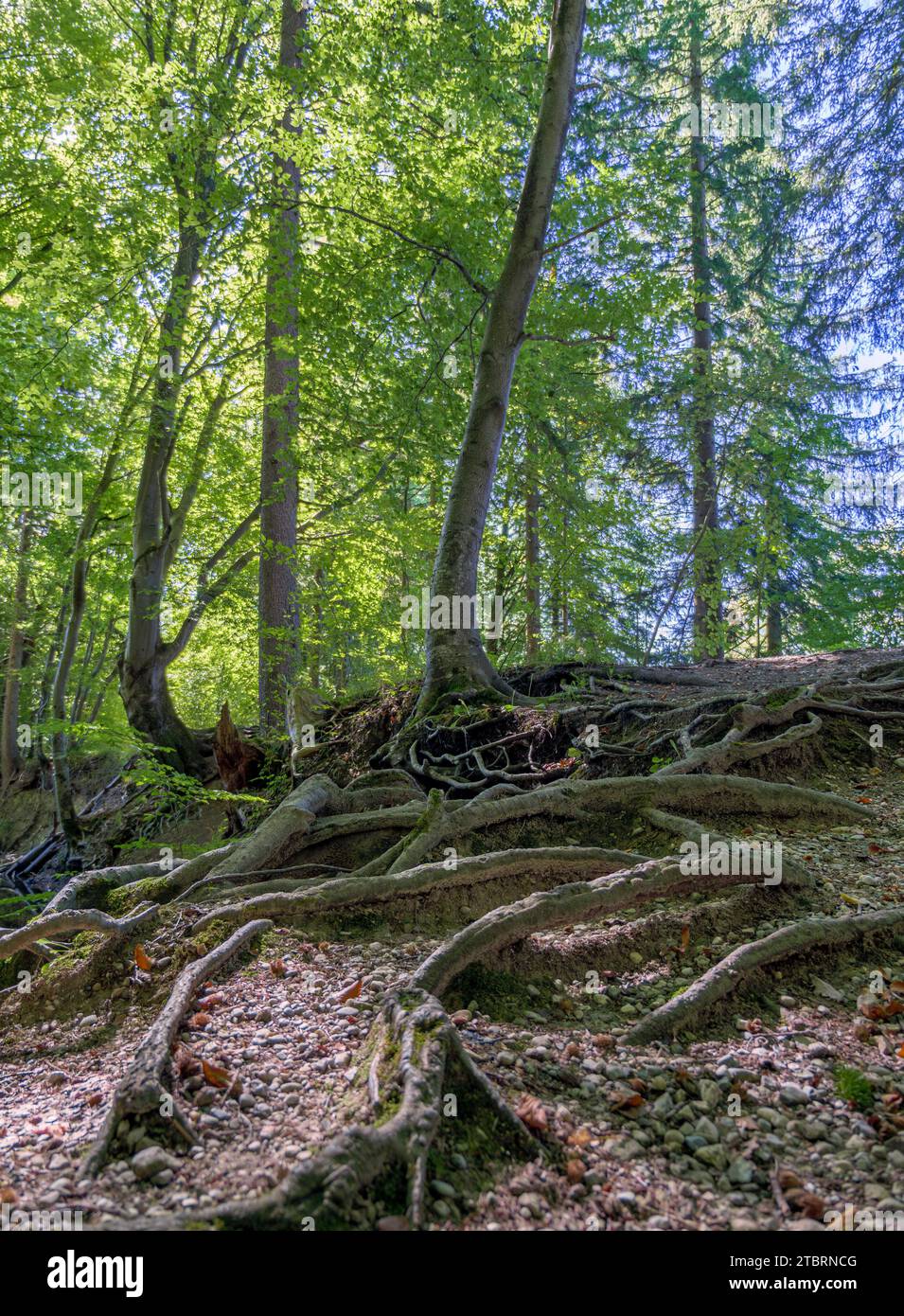 Wurzeln eines Baumes, ruhige Waldszene, Maisinger See, Oberbayern, Bayern, Deutschland, Europa Stockfoto