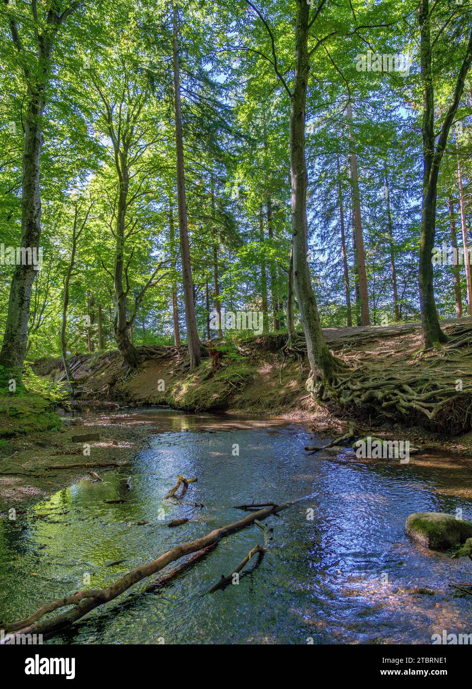 Bach fließt durch einen Wald, ruhige Waldszene, Maisinger See, Oberbayern, Bayern, Deutschland, Europa Stockfoto
